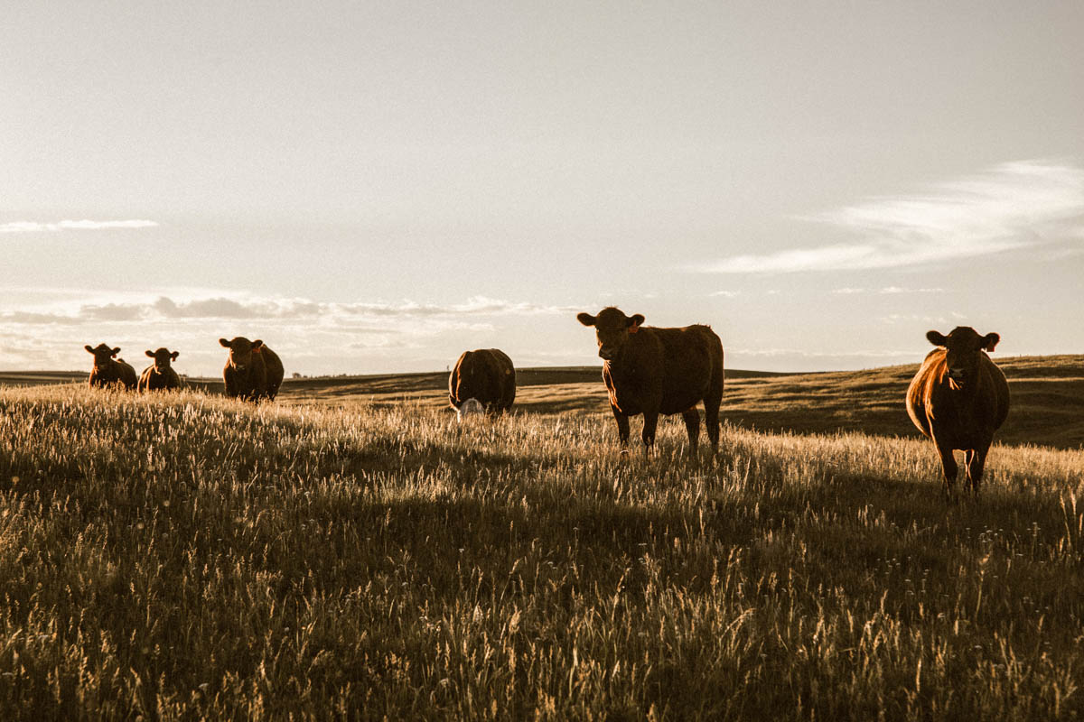 Grass-fed beef cattle grazing on a field of grasses
