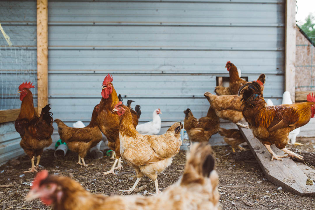 Free-range hens milling about outdoors