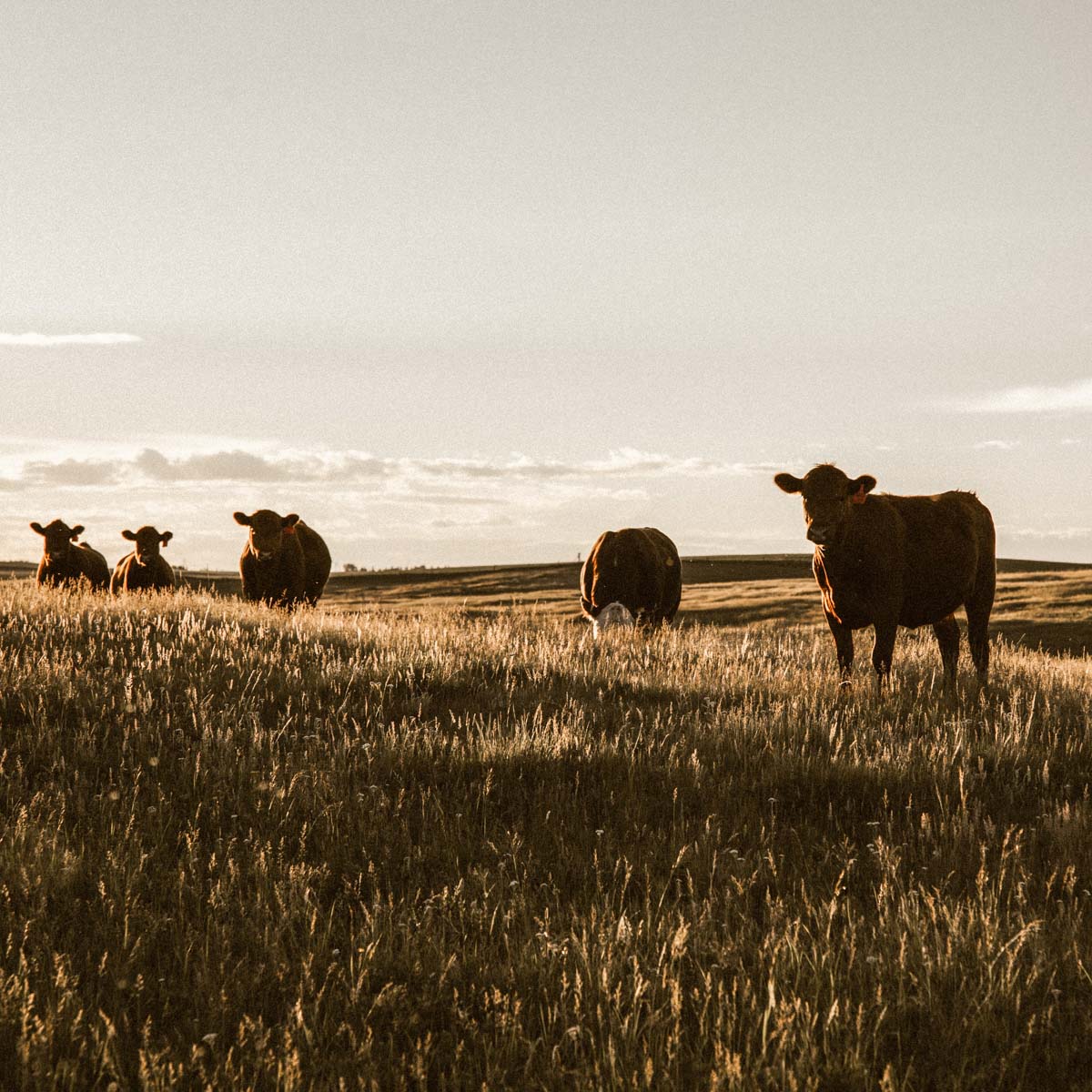 Grass-fed cows grazing on a field