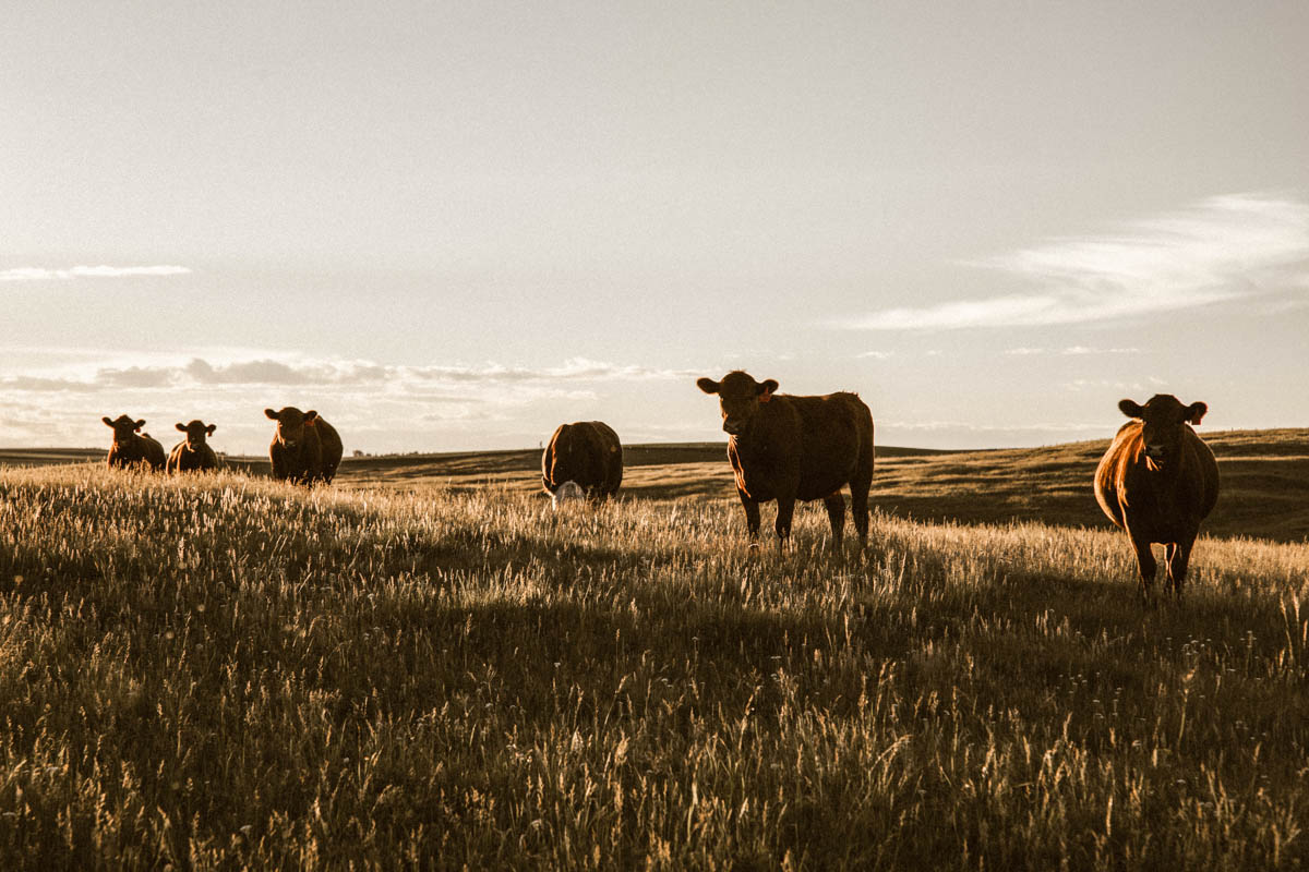 Pasture Raised vs Organic vs Free Range Chicken Explained