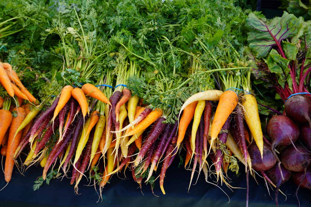 Photo of carrots and beets from a farm