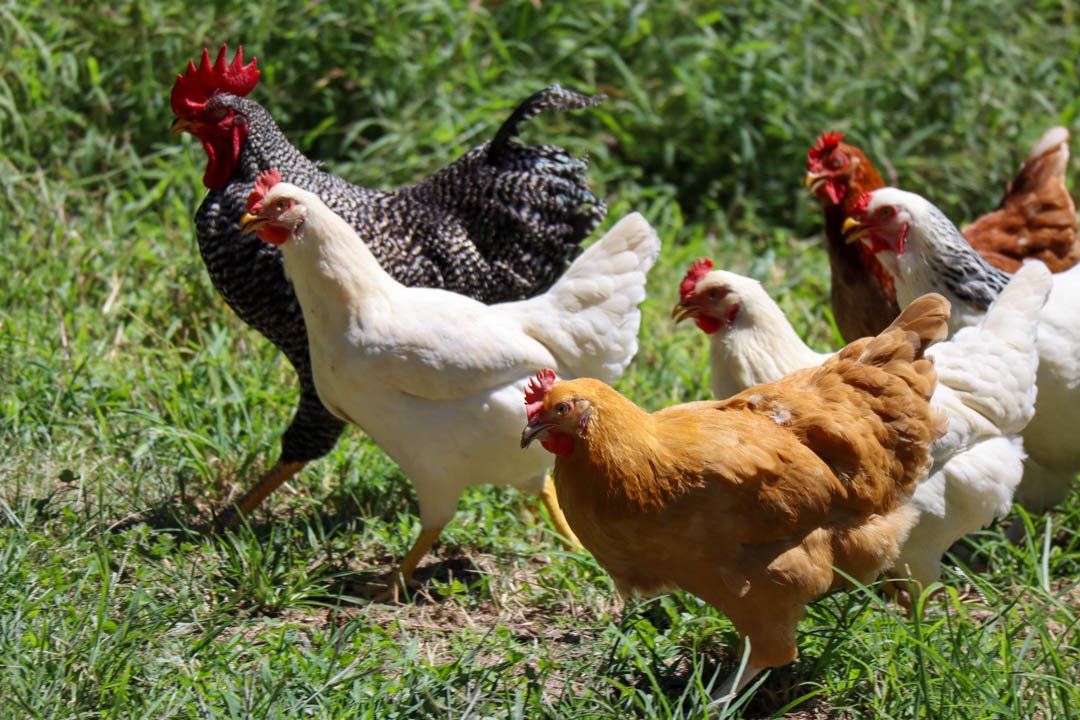 Pasture raised hens roaming on the field