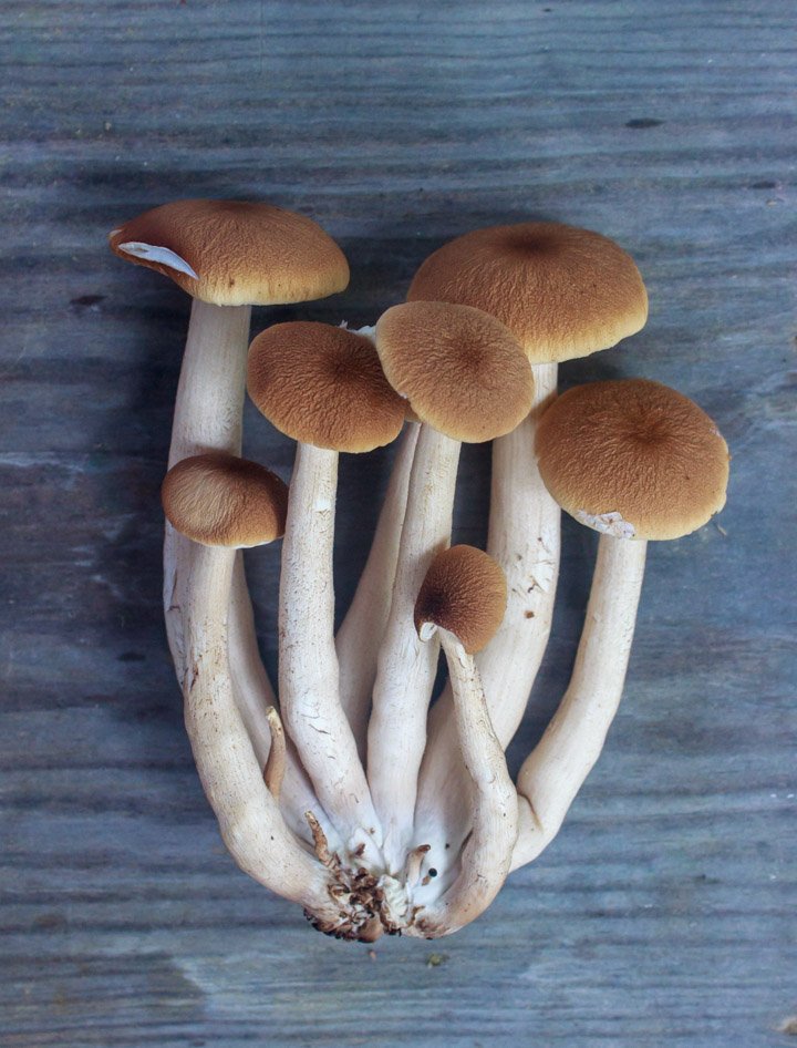 Pioppino mushroom, a bunch uncooked and freshly picked