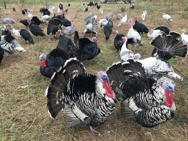 Pasture Raised Turkeys from Orange Meadow Farm in Florida