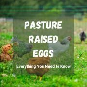 Pasture Raised Eggs: Everything You Need to Know