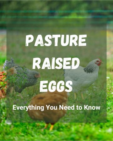 Pasture Raised Eggs: Everything You Need to Know