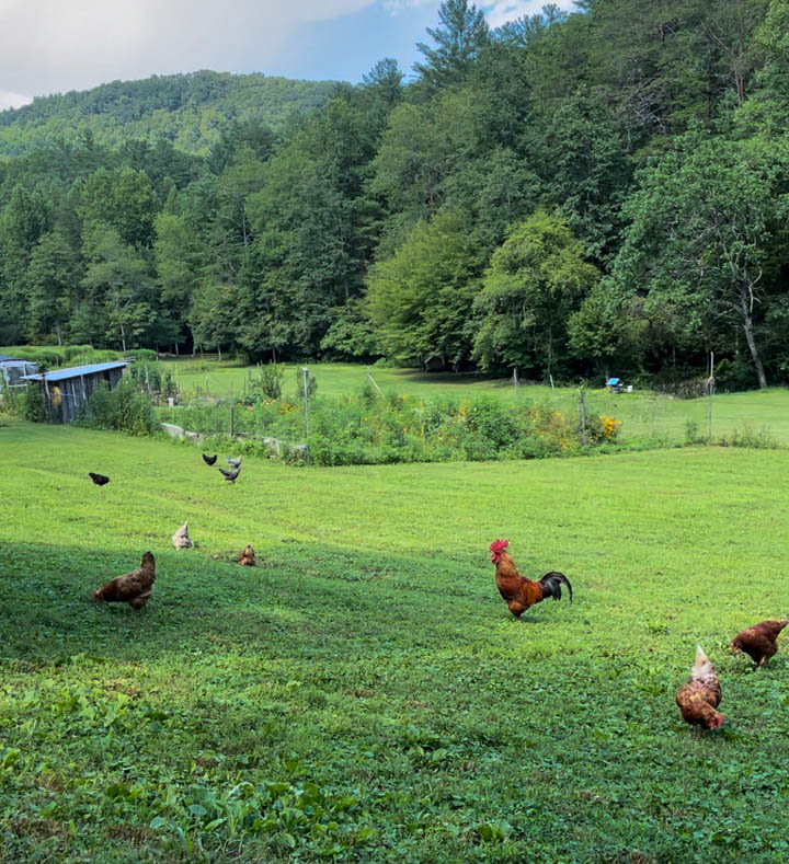 Pasture Raised Hens foraging on pasture