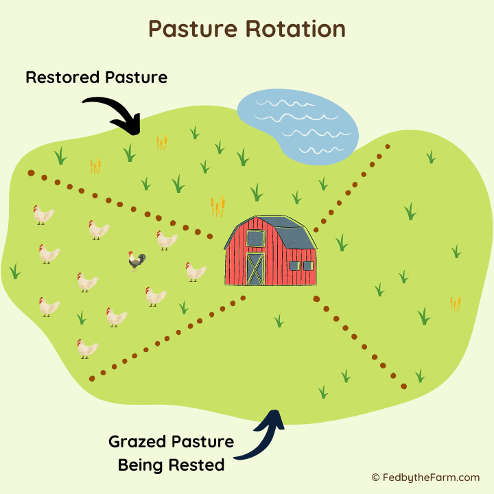 Illustration of pasture rotation (aka rotational grazing) on a chicken farm. Part of regenerative agriculture.