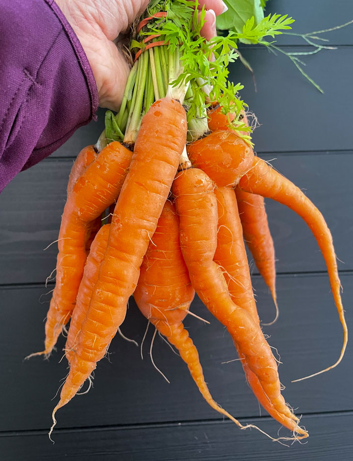 Farmers market carrots