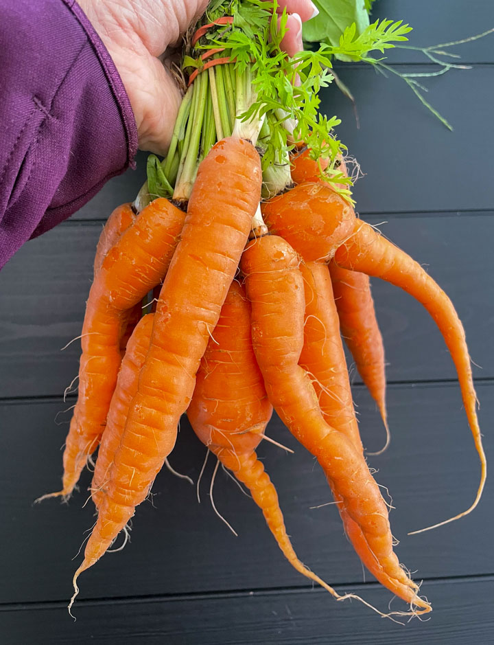 Farmers Market Carrots