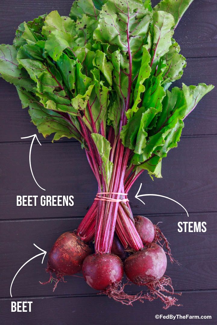 Diagram showing the parts of a beet: beetroot, beet green and stems.
