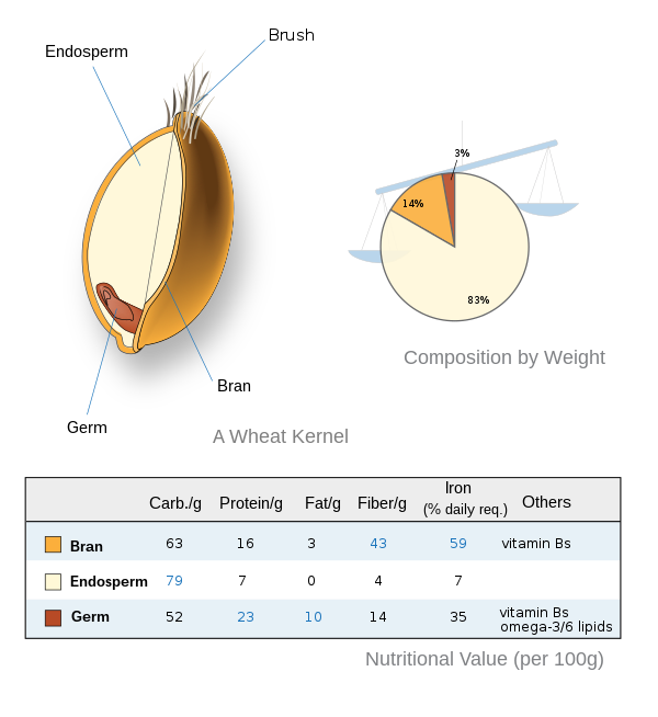 Diagram showing the three parts of a wheat kernel: Bran, Germ, Endosperm