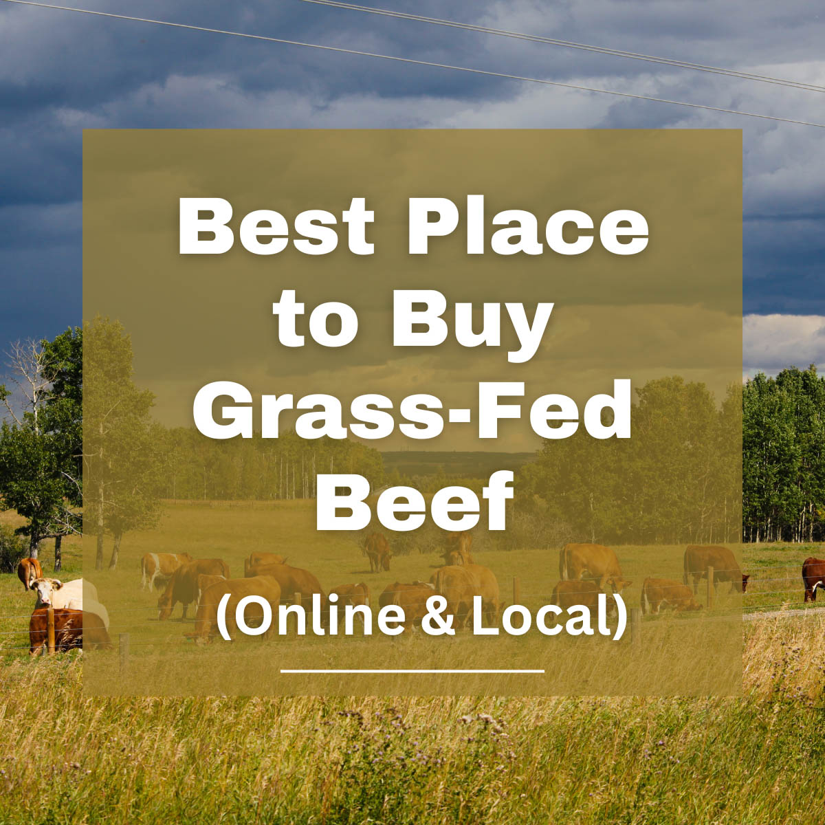 Grass-fed cattle grazing on pasture. Overlaid with the text: Best Place to Buy Grass-Fed Beef (Online & Local)