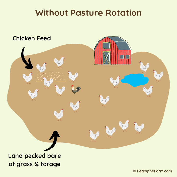 Diagram showing what chicken farming looks like without pasture rotation