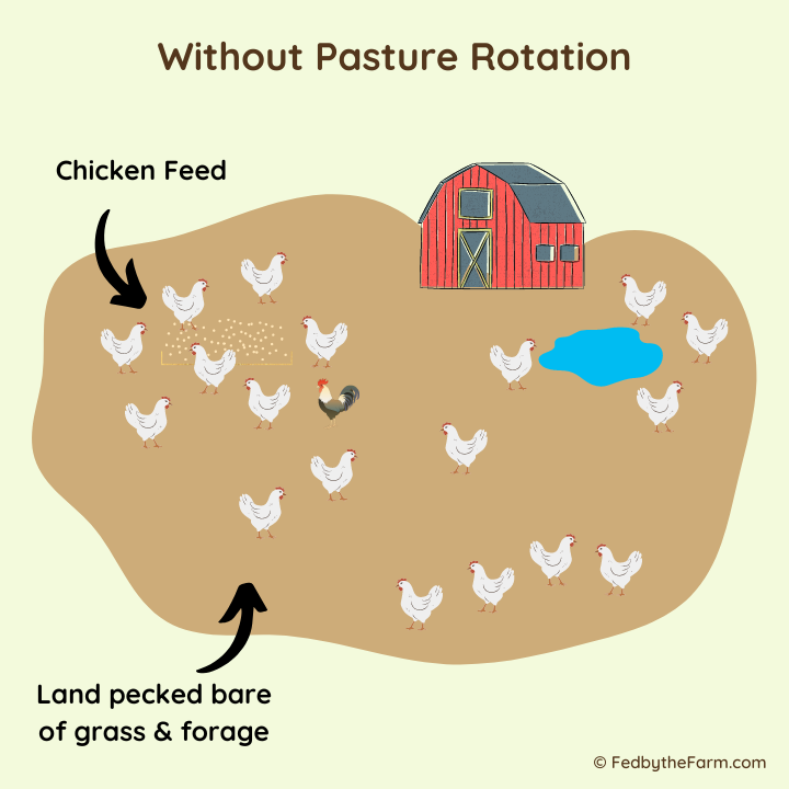 Pasture Raised Eggs: Everything You Need to Know