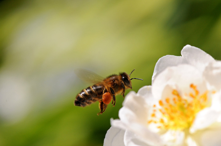 Honey bee foraging for nectar