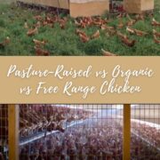 Pasture-Raised vs Organic vs Free Range Chicken Explained