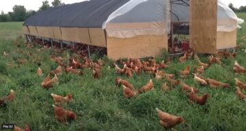 Pasture Raised vs Organic vs Free Range Chicken Explained