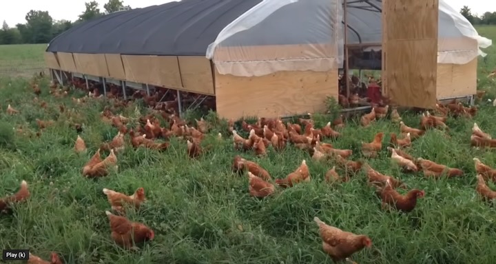 Seven Sons pasture raised chickens on pasture