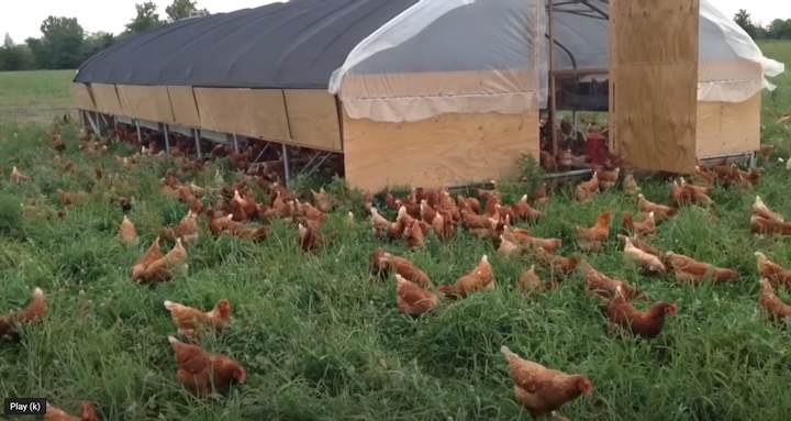 Pastured free-range chicken raised by our son David & family