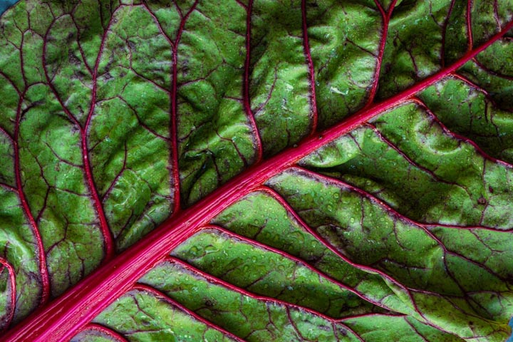 Close up of a piece of chard with a red stem