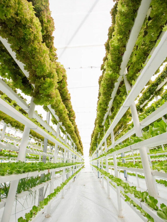 cropped-vertical-hydroponic-farm-lettuce.jpg