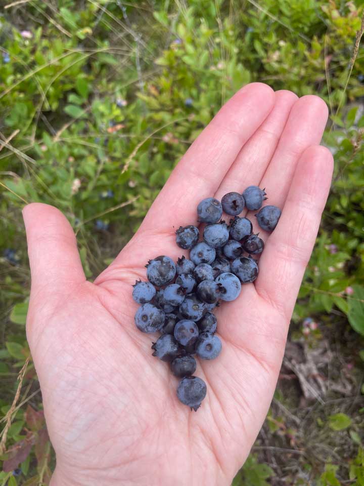 A handful of wild blueberries foraged on a hike.