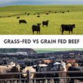 Photo of grass-fed beef and grain-fed beef overlaid with the text: Grass-Fed Beef vs. Grain-Fed Beef Pros and Cons