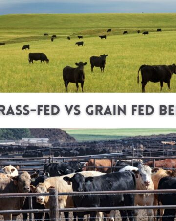 Photo of grass-fed beef and grain-fed beef overlaid with the text: Grass-Fed Beef vs. Grain-Fed Beef Pros and Cons