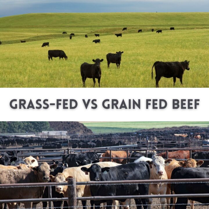 How To Find 100 Grass Fed Beef Near You Fed By The Farm