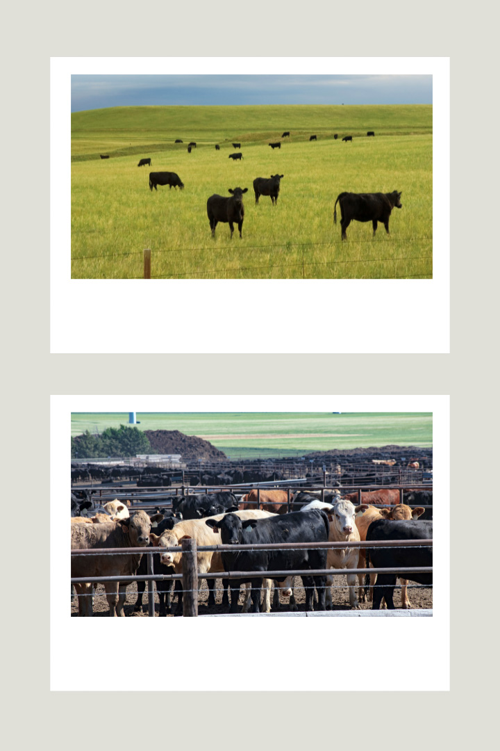 Grass-Fed Beef vs. Grain-Fed Beef Pros and Cons - Photo of Grass-Fed Cattle and Grain-Fed Feedlot Cattle