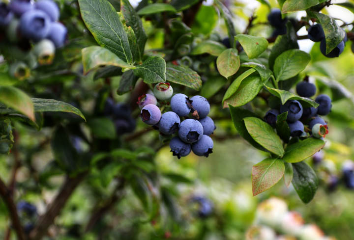 Highbush blueberries growing on a bush.