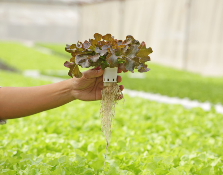 head of hydroponic lettuce showing the roots attached