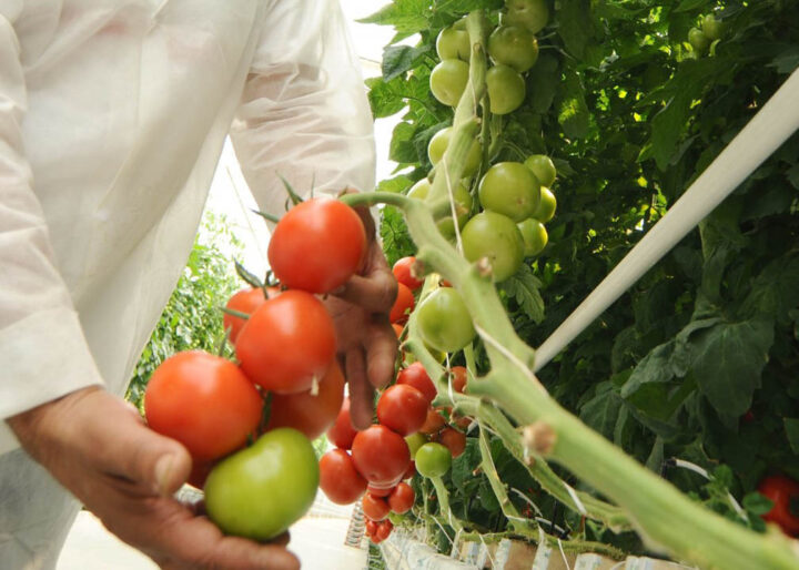 Worker at a hydroponic farm showing the hydroponic tomatoes on the vine
