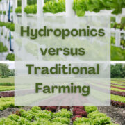 Hydroponics vs Traditional Farming (For the Everyday Person)