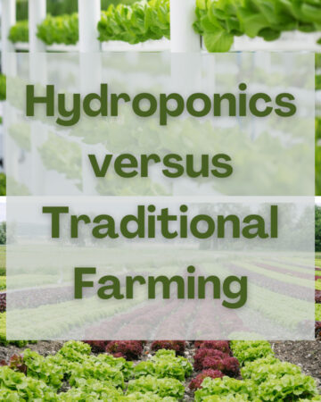 Hydroponics vs Traditional Farming (For the Everyday Person)