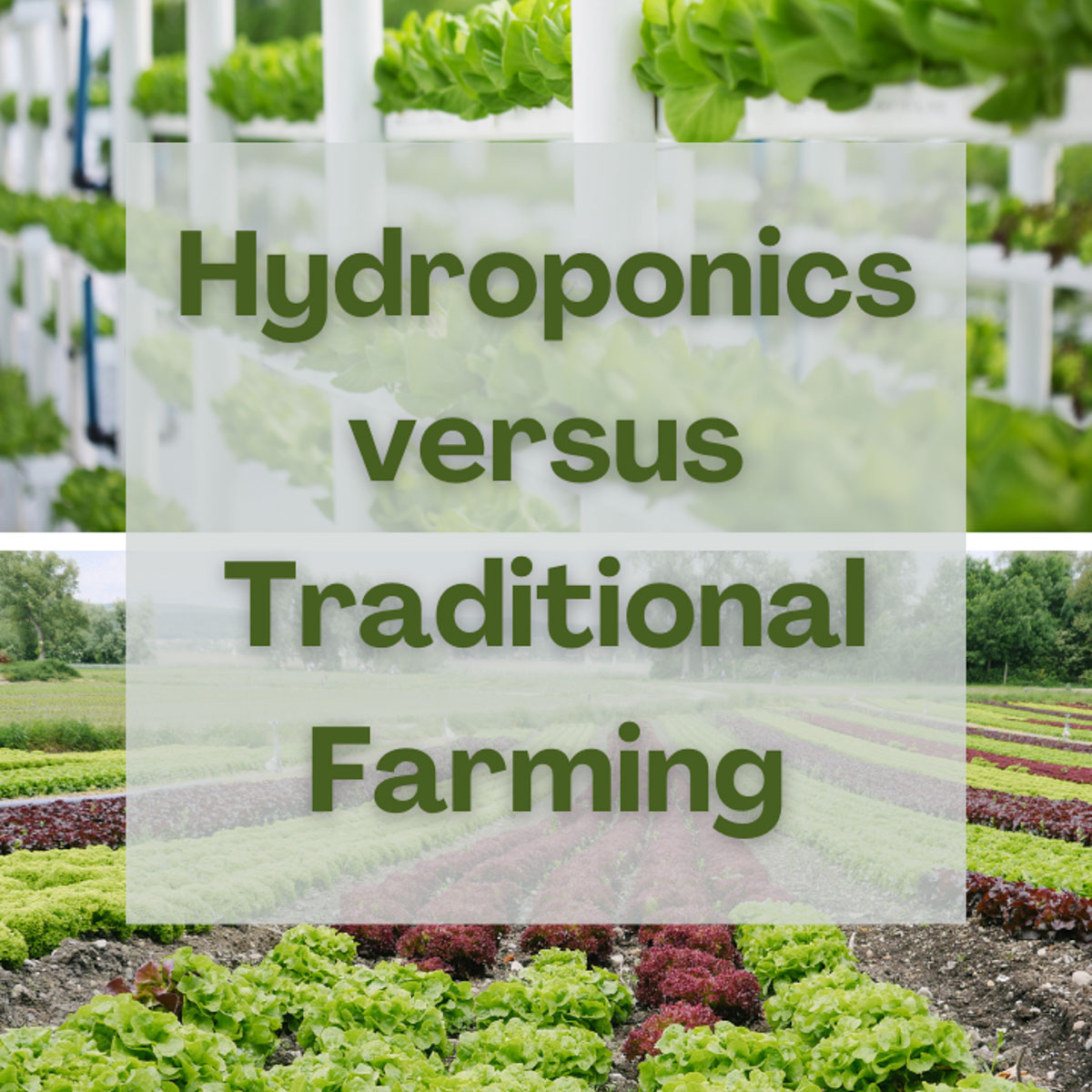 Hydroponics vs Traditional Farming (For the Everyday Person)