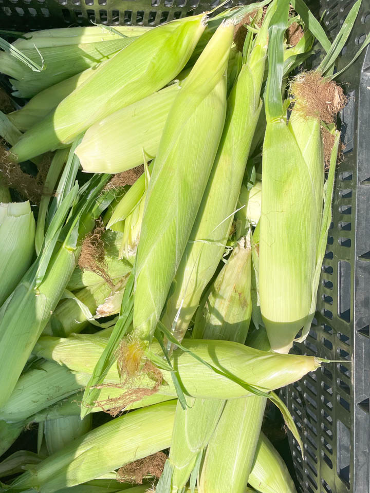 Fresh corn on the cob at the farmers market