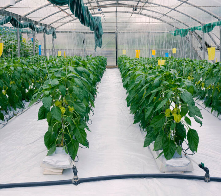 Photo showing hydroponic plants inside a greenhouse