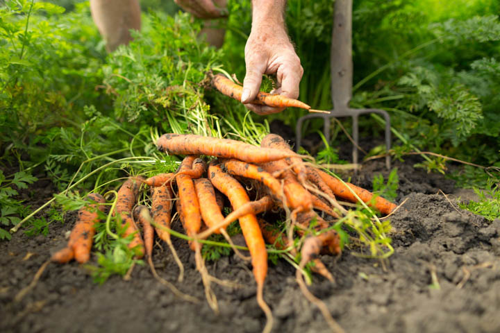Soil Grown carrots