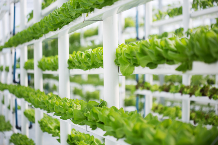 Hydroponic lettuce growing in a vertical farm