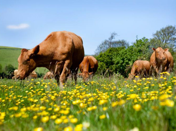 Grass-fed dairy cows