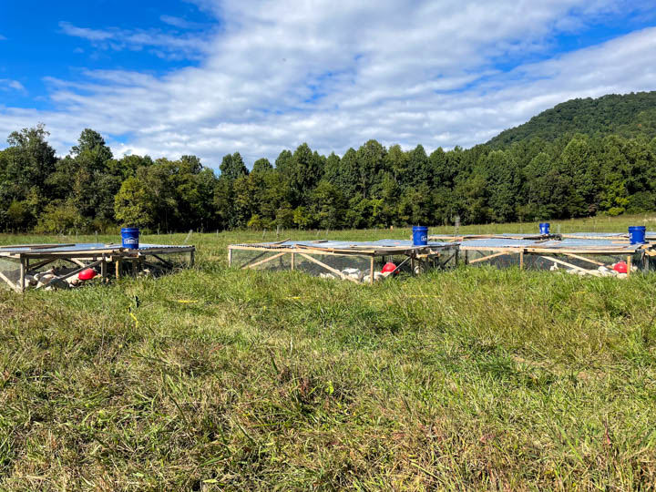 Wild East Farm in North Carolina. A regenerative farm raising pastured chickens.