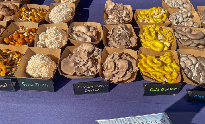 Mushroom growers at the farmers market selling coral tooth mushrooms, chestnut, gold oyster, blue oyster mushrooms